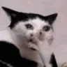 Catomg_LS