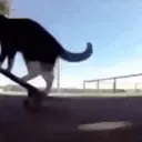 CATONTHASKATEBOARDOMGMAKEITSTOPS