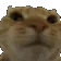 CatNo