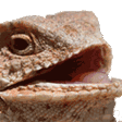 lizheheheh
