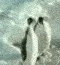 pengusmack