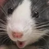 RatPog