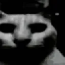 darkcat