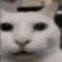 lightcat