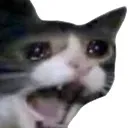 p_catcry2 Discord Emoji