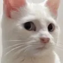 oa_cat_side_eye oa_cat_side_eye