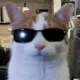CoolCat