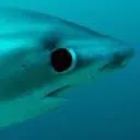 sharkeye sharkeye