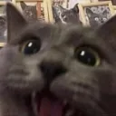 HappyKitter