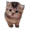 gato
