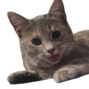 A cat (named Pepper) looking excited A cat (named Pepper) looking excited