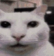 skinnypopularwinner Discord emoji