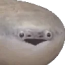 fish_wut