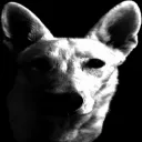D_Xdespair
