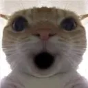 catwow