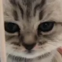 Cattired cattired Discord Emoji