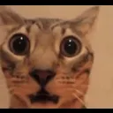 huh_c huh_c