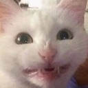 cat_fakegrin Discord emoji