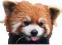 redP
