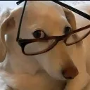 prejudicepuppy
