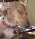SusDog