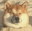 Workdog