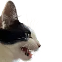 catYelling
