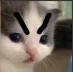 Angycat AngyCat Discord Emoji