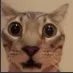 Catshook catshook Discord Emoji