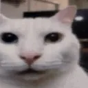 CannyCat