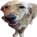 buttadog
