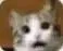 cat_speakless