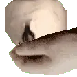 EggPatAU