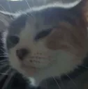 Squeakin Squeakin