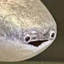 ovo