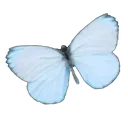 6_butterfly