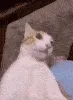 CatWTH CatWTH