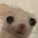 nyt_df_hhamster_what