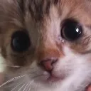 smolbean