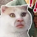 shockedcat shockedcat