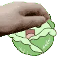 cabbagePat