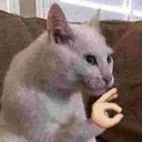 Okcat okcat Discord Emoji