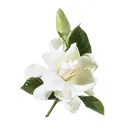 flower_white2