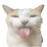 sillycat