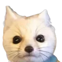 FenGonnaScream