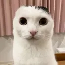 catStare