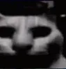 cat_dark