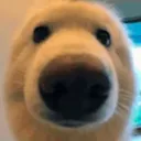 floof_stare