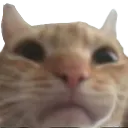 Swagsad Discord Emoji