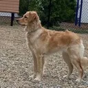 MollytheDeepThinker Discord Emoji